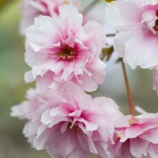 5038838004865 1 Prunus Pink Perfection 12l.jpg